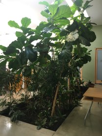indoorgarden